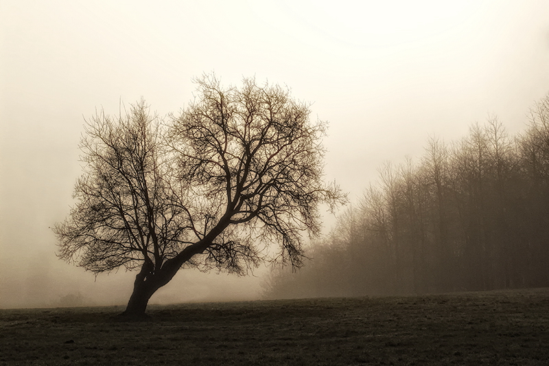 001 Baum IMG_2725 Kopie.jpg